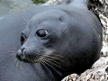 Baikal Seal