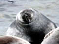 Baikal Seal
