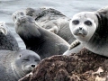 Baikal Seal