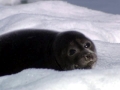Baikal Seal