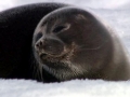 Baikal Seal