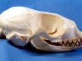 Baikal Seal