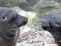 Baikal Seal