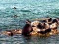 Baikal Seal