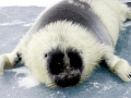 Baikal Seal