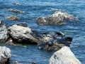 Baikal Seal