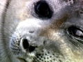 Baikal Seal