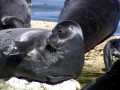 Baikal Seal