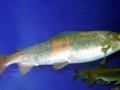 Baikal Oilfish