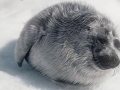Baikal Seal