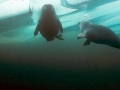 Baikal Seal