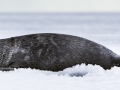Baikal Seal