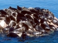 Baikal Seal