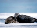 Baikal Seal