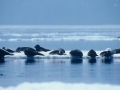 Baikal Seal
