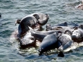 Baikal Seal