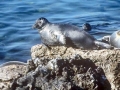 Baikal Seal