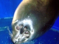 Baikal Seal