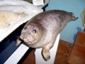 Baikal Seal