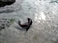 Baikal Seal