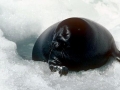 Baikal Seal