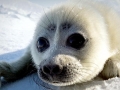 Baikal Seal