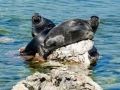 Baikal Seal