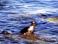 Baikal Seal