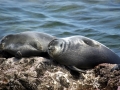 Baikal Seal