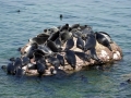 Baikal Seal
