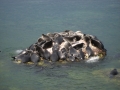 Baikal Seal
