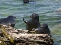 Baikal Seal