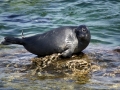 Baikal Seal