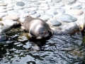 Baikal Seal