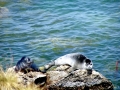 Baikal Seal