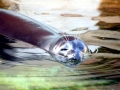 Baikal Seal