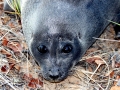 Baikal Seal
