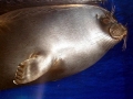Baikal Seal