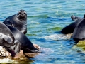 Baikal Seal