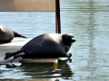 Baikal Seal