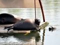 Baikal Seal