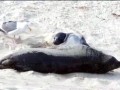 Baikal Seal