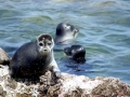 Baikal Seal