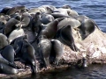 Baikal Seal