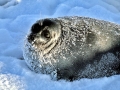 Baikal Seal