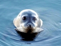Baikal Seal