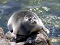 Baikal Seal
