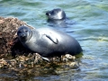Baikal Seal