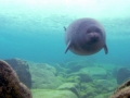 Baikal Seal