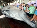 Baird's Beaked Whale